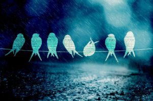 birds song music rain blue light 800671