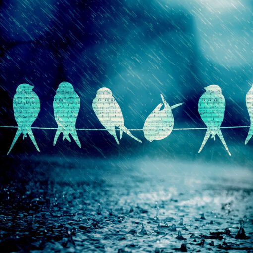 birds song music rain blue light 800671