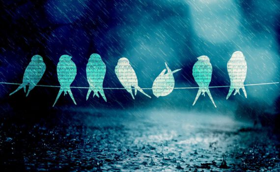birds song music rain blue light 800671